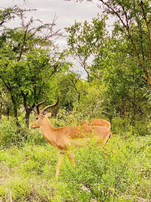 Wildheart Safari - Zesty Zebra Lägenhet Hoedspruit Exteriör bild