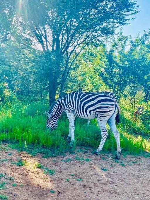 Wildheart Safari - Zesty Zebra Lägenhet Hoedspruit Exteriör bild