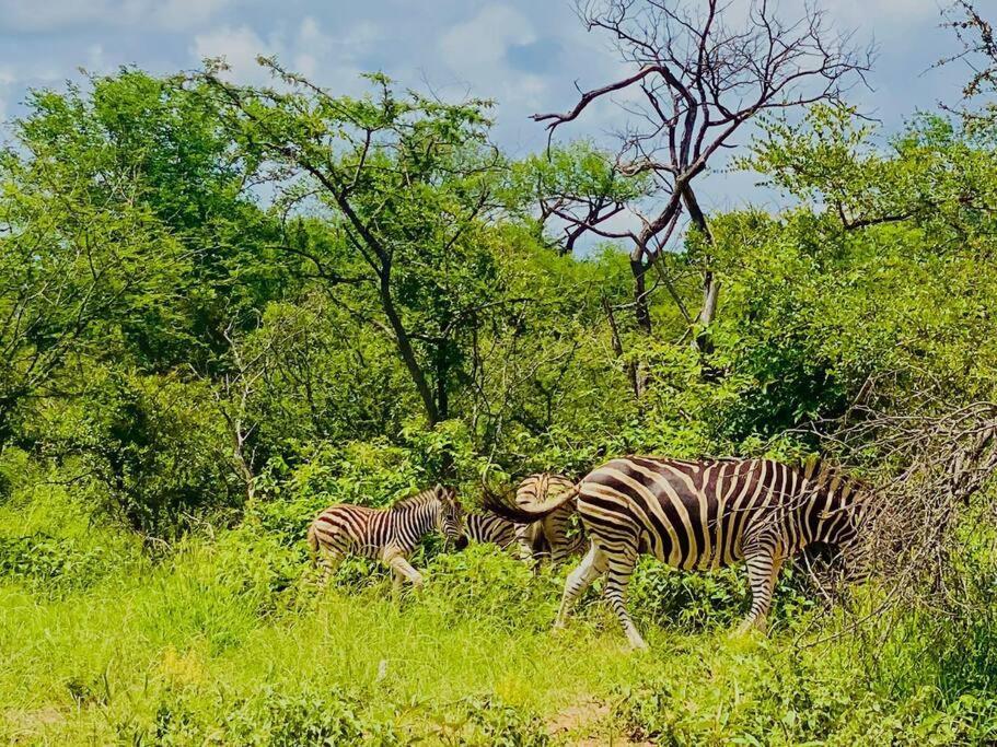 Wildheart Safari - Zesty Zebra Lägenhet Hoedspruit Exteriör bild