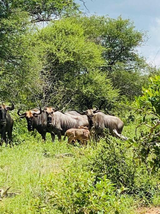 Wildheart Safari - Zesty Zebra Lägenhet Hoedspruit Exteriör bild
