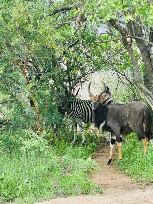Wildheart Safari - Zesty Zebra Lägenhet Hoedspruit Exteriör bild