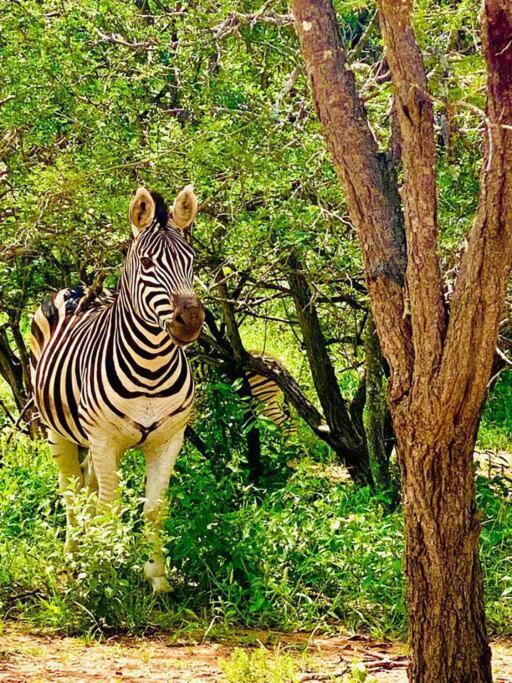 Wildheart Safari - Zesty Zebra Lägenhet Hoedspruit Exteriör bild
