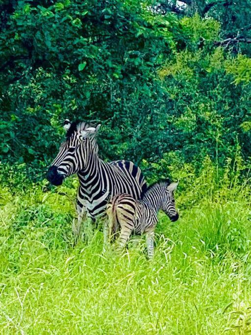 Wildheart Safari - Zesty Zebra Lägenhet Hoedspruit Exteriör bild